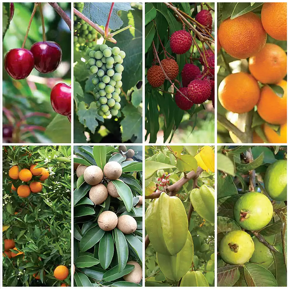 Fruit